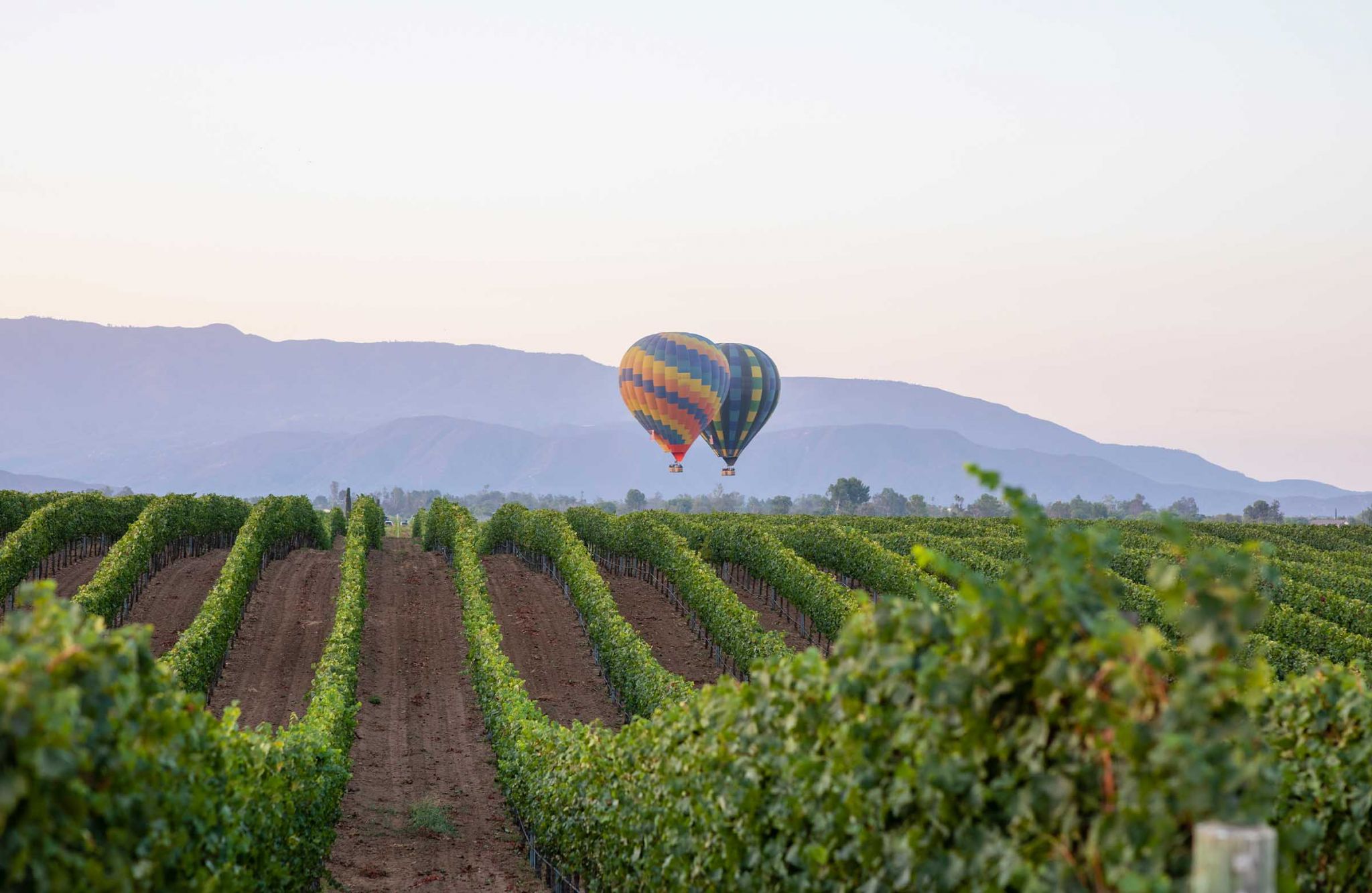 Vineyard and hot air balloons near Solana