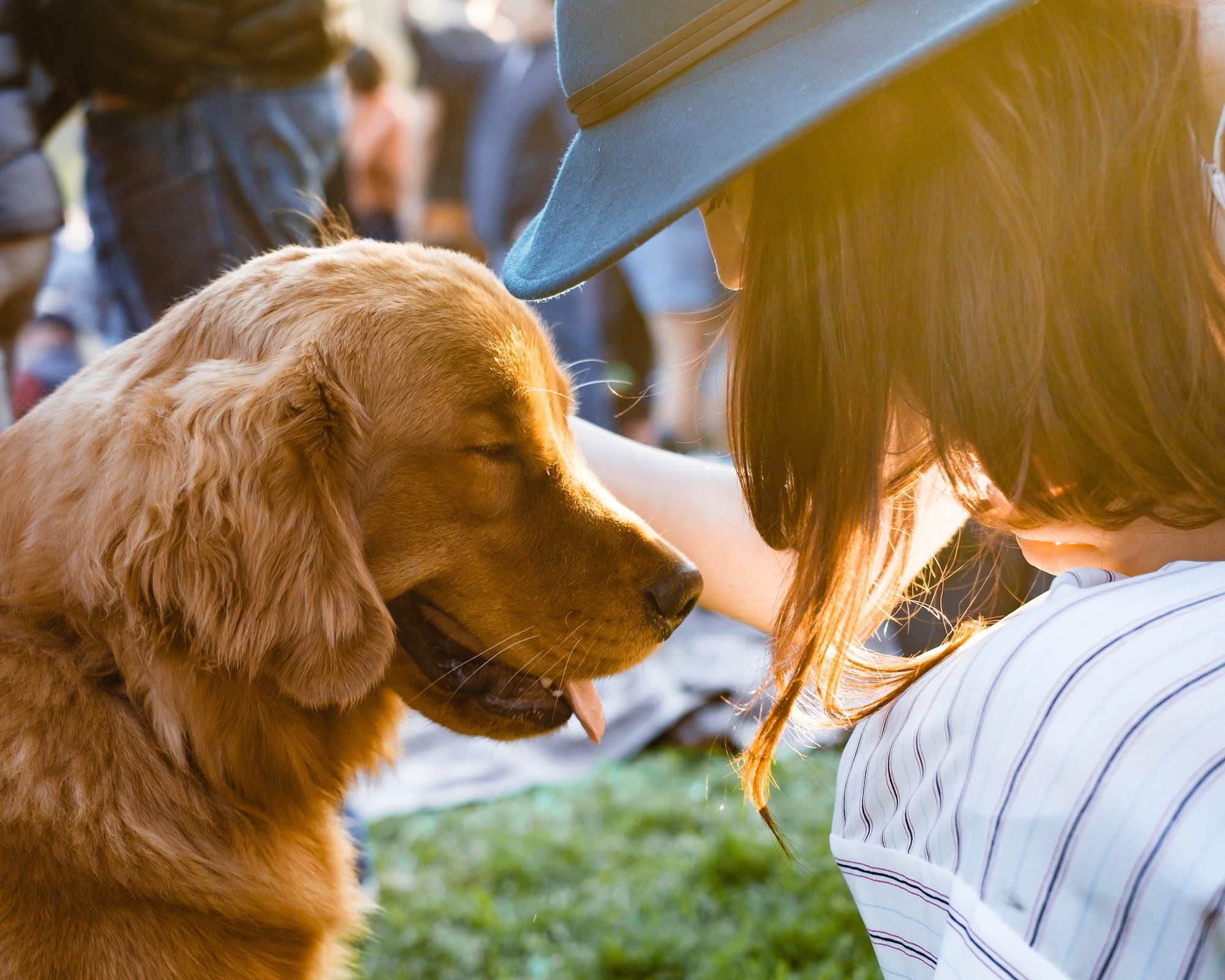 Cute golden retriever looking at owner and smiling