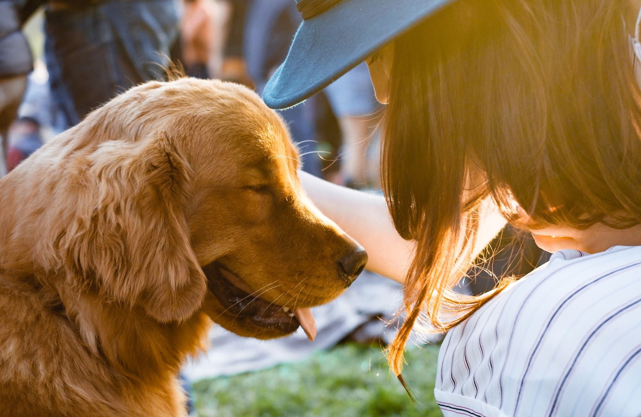 Cute golden retriever looking at owner and smiling